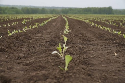 🚜Открыли сегодня в Озёрах второй комбикормовый завод мощностью 50 тонн в смену на одном из предприятий агрохолдинга «ОСП Агро» — «Агрофирма Сосновка»